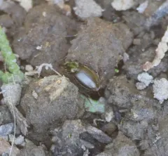Müller's Harp Ground Beetle thumbnail 4