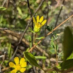 Hairy Gumweed thumbnail 3