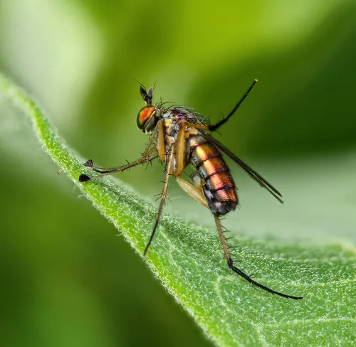 Dolichopus porphyrops