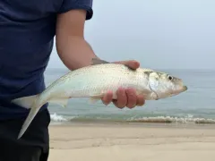 Hickory Shad thumbnail 3