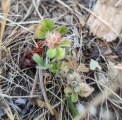 Knotted clover thumbnail 4