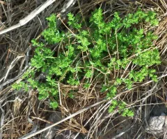Smooth Rupturewort thumbnail 3