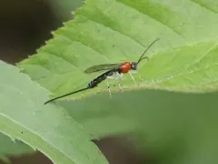 Calliephialtes grapholithae thumbnail 4