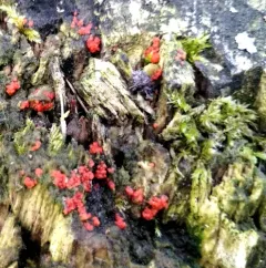 Tulasnella aurantiaca thumbnail 4