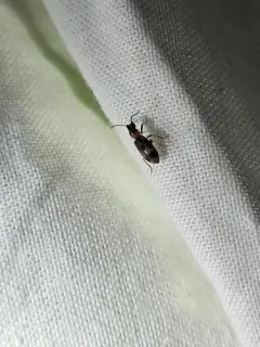 Grappling Antlike Flower Beetle thumbnail 4