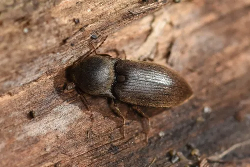 Dusky Wireworm