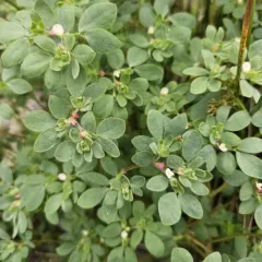 Short-flower Deervetch thumbnail 2