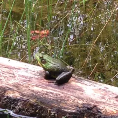 Green Frog thumbnail 4