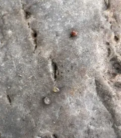 Tawny Glass-snail thumbnail 4