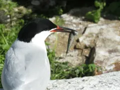 Spotted Hake thumbnail 3