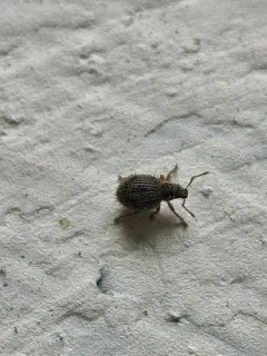 Brachysomus echinatus thumbnail 3