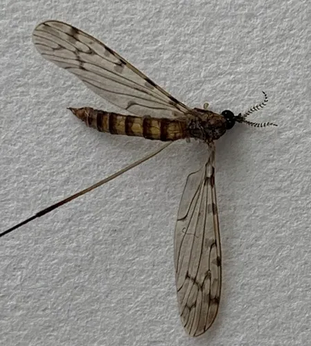 Rhipidia bryanti