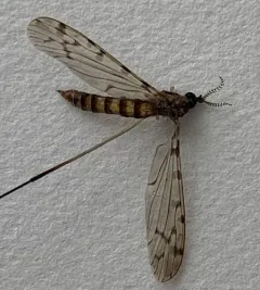 Rhipidia bryanti thumbnail 1