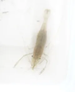 Oriental Shrimp thumbnail 3
