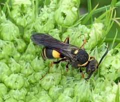 Nysson plagiatus thumbnail 4