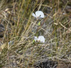 Howell's mariposa lily thumbnail 4