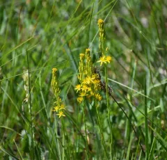 California bog asphodel thumbnail 3