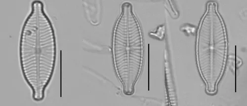 Geissleria decussis