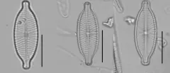 Geissleria decussis thumbnail 1