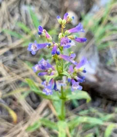 Glaucous Beardtongue thumbnail 4