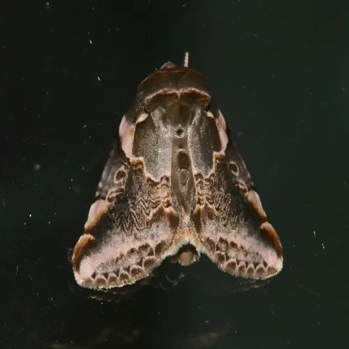 Glorious Habrosyne Moth