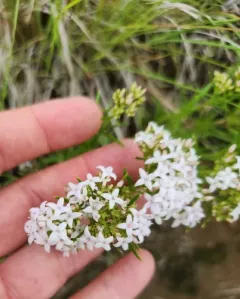 diamond-flowers thumbnail 2