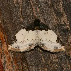White-ribboned Carpet Moth thumbnail 3