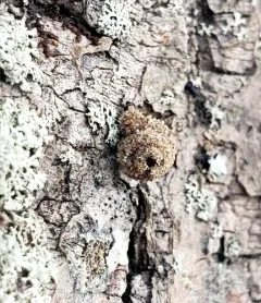 Snail-case Bagworm Moth thumbnail 4