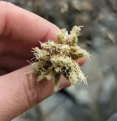 fringed cottongrass thumbnail 2