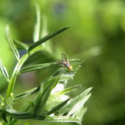 Red-tailed Thistle Fly