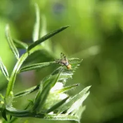 Red-tailed Thistle Fly thumbnail 1