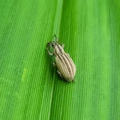 Aphrastus taeniatus thumbnail 4