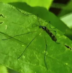 Limnophila macrocera thumbnail 3