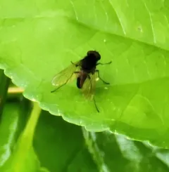 Chrysopilus proximus thumbnail 4