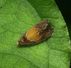 Fern Olethreutes Moth thumbnail 4