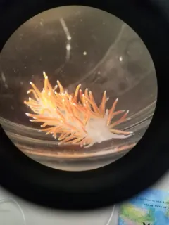 Red-gilled Nudibranch thumbnail 2