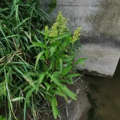 swamp dock thumbnail 4