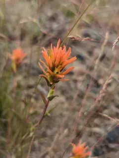 Peck's Paintbrush thumbnail 3