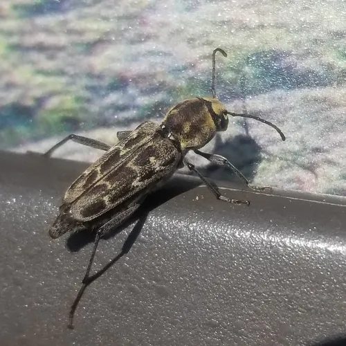 Xylotrechus integer