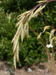 Chinook brome thumbnail 3