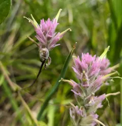 siskiyou paintbrush thumbnail 4