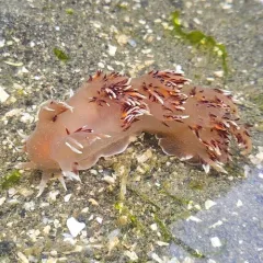 Giant Nudibranch thumbnail 2