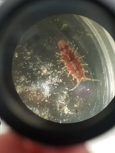 Idotea phosphorea