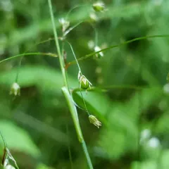 Small-flower Woodrush thumbnail 4