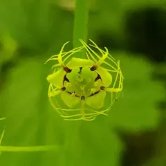 Leafy Mitrewort thumbnail 3