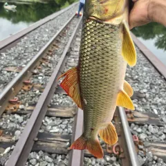 Greater Redhorse thumbnail 4