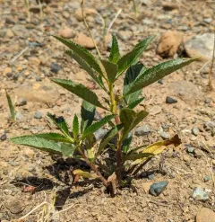 California yerba santa thumbnail 3