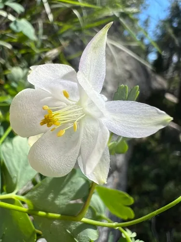 Laramie Columbine