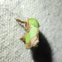 Smaller Parasa Moth thumbnail 2