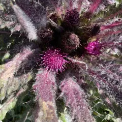 Elk Thistle thumbnail 4
